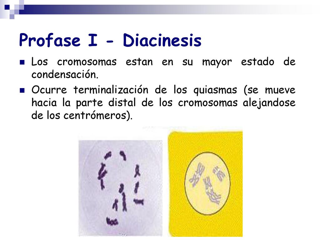 Profase I - Diacinesis Los cromosomas estan en su mayor estado de condensación.