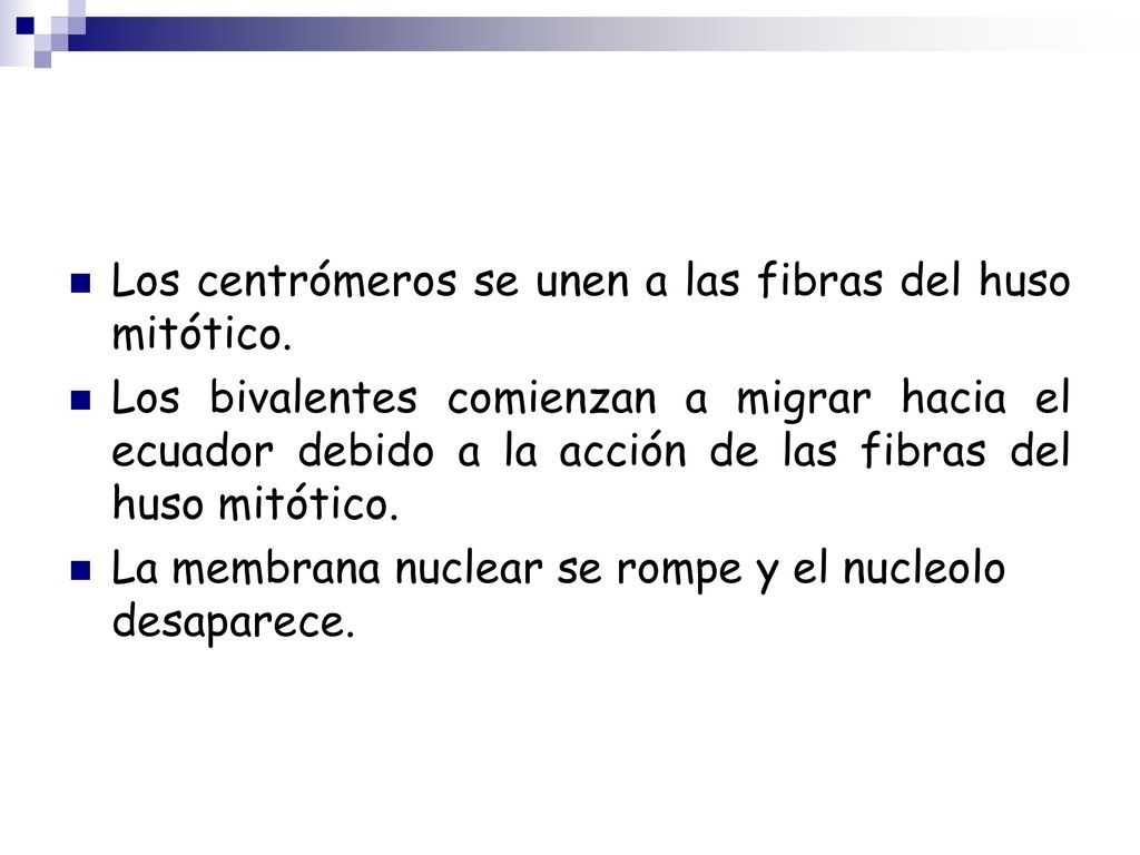 Los centrómeros se unen a las fibras del huso mitótico.