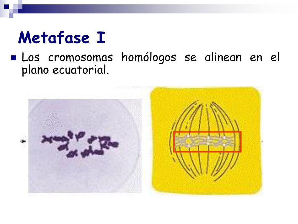 Metafase I Los cromosomas homólogos se alinean en el plano ecuatorial.