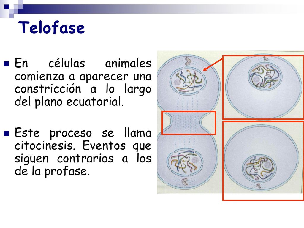 Telofase En células animales comienza a aparecer una constricción a lo largo del plano ecuatorial.