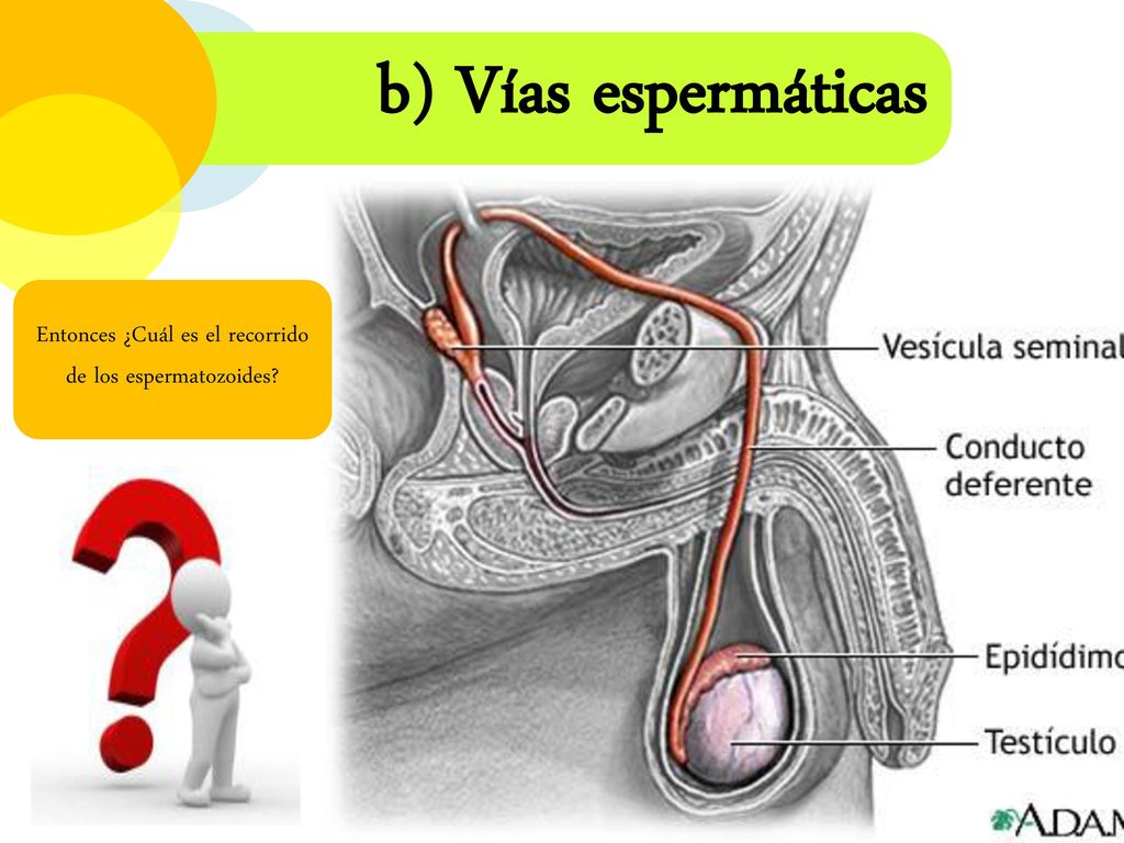 Entonces ¿Cuál es el recorrido de los espermatozoides