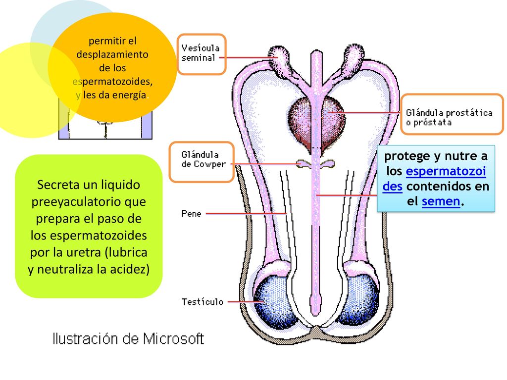 protege y nutre a los espermatozoides contenidos en el semen.