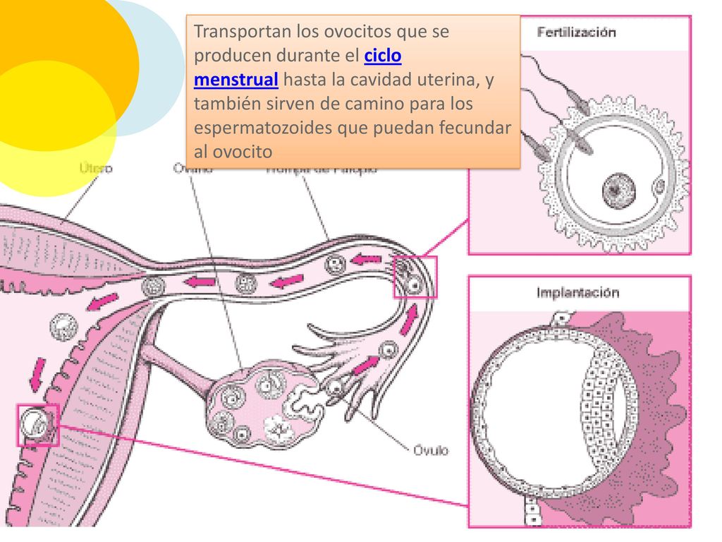 Transportan los ovocitos que se producen durante el ciclo menstrual hasta la cavidad uterina, y también sirven de camino para los espermatozoides que puedan fecundar al ovocito