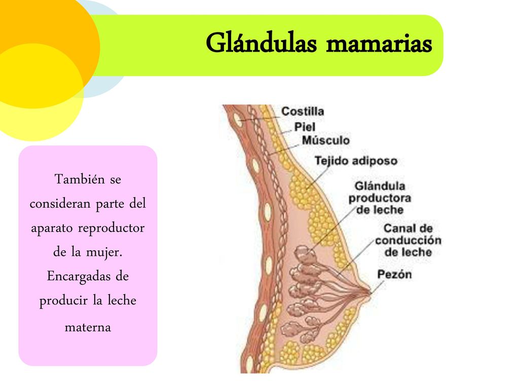 Glándulas mamarias También se consideran parte del aparato reproductor de la mujer.