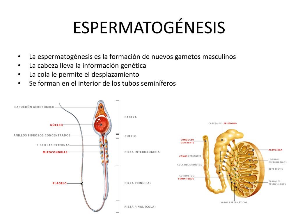 ESPERMATOGÉNESIS La espermatogénesis es la formación de nuevos gametos masculinos. La cabeza lleva la información genética.