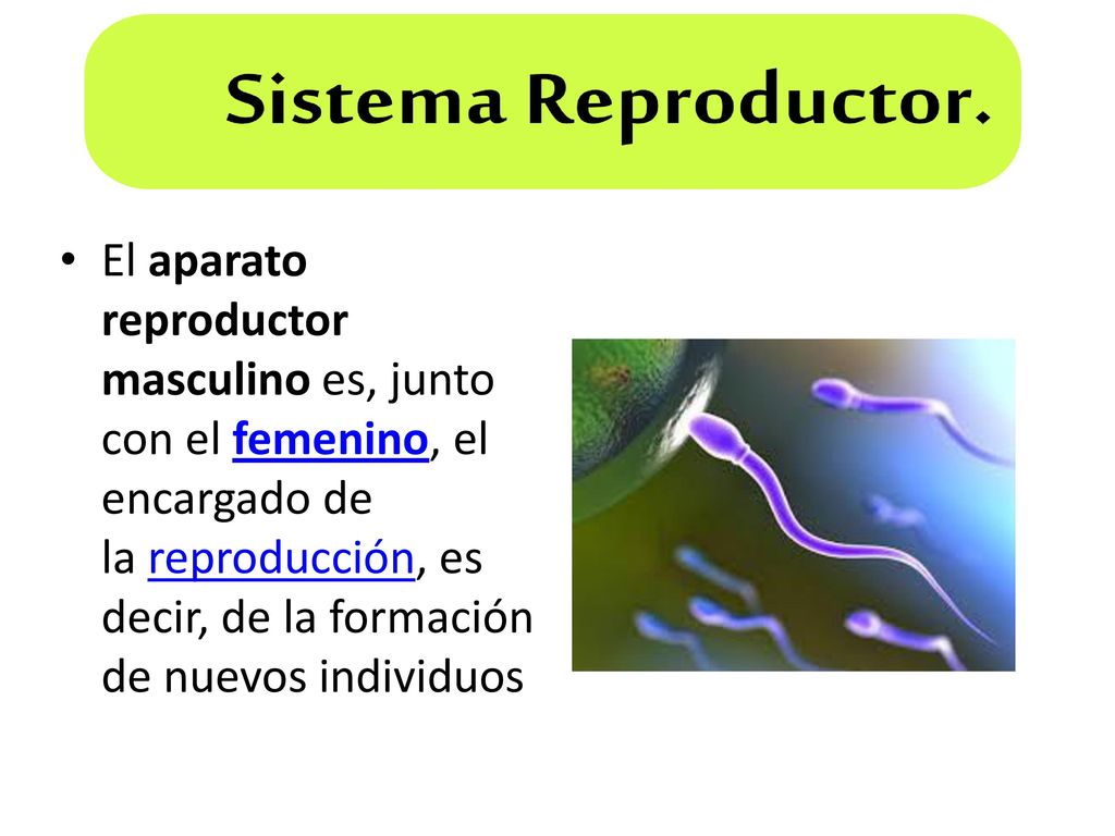 El aparato reproductor masculino es, junto con el femenino, el encargado de la reproducción, es decir, de la formación de nuevos individuos