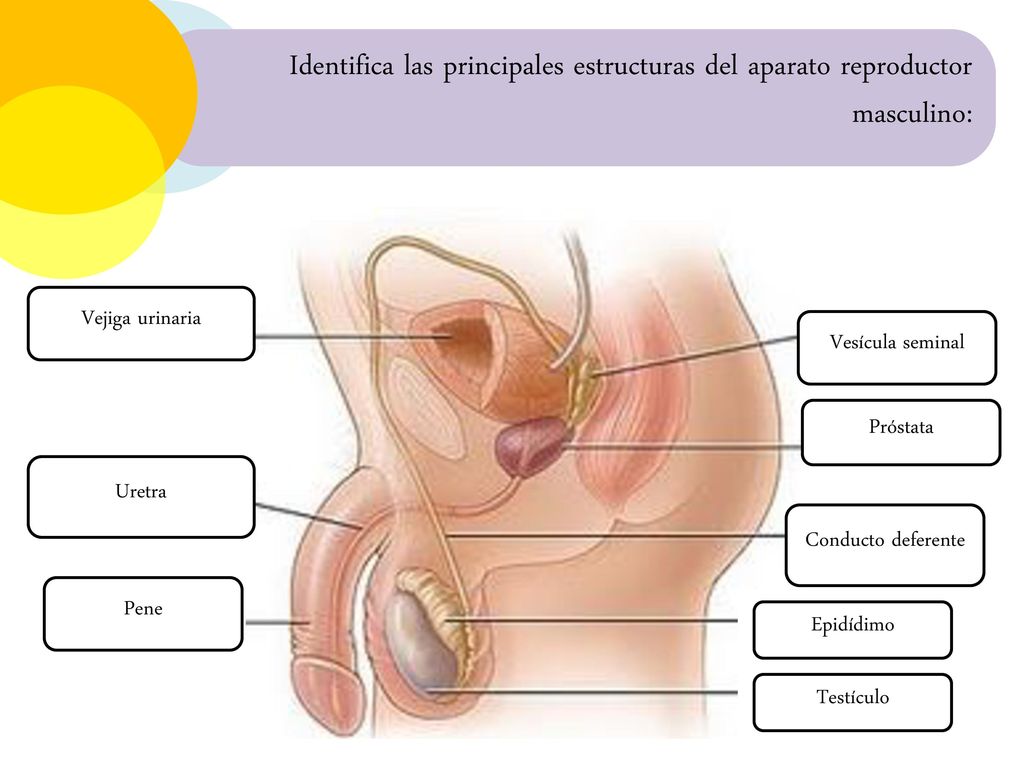 Identifica las principales estructuras del aparato reproductor masculino:
