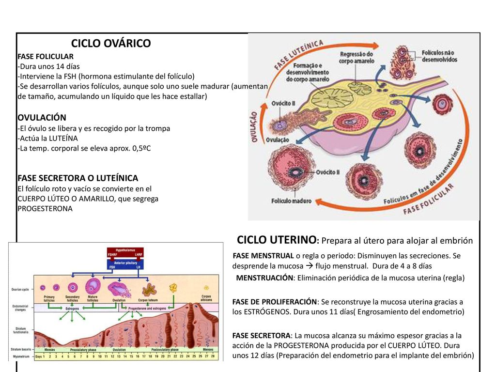 CICLO UTERINO: Prepara al útero para alojar al embrión