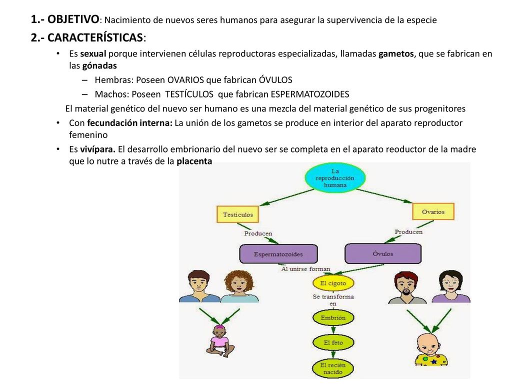 1.- OBJETIVO: Nacimiento de nuevos seres humanos para asegurar la supervivencia de la especie
