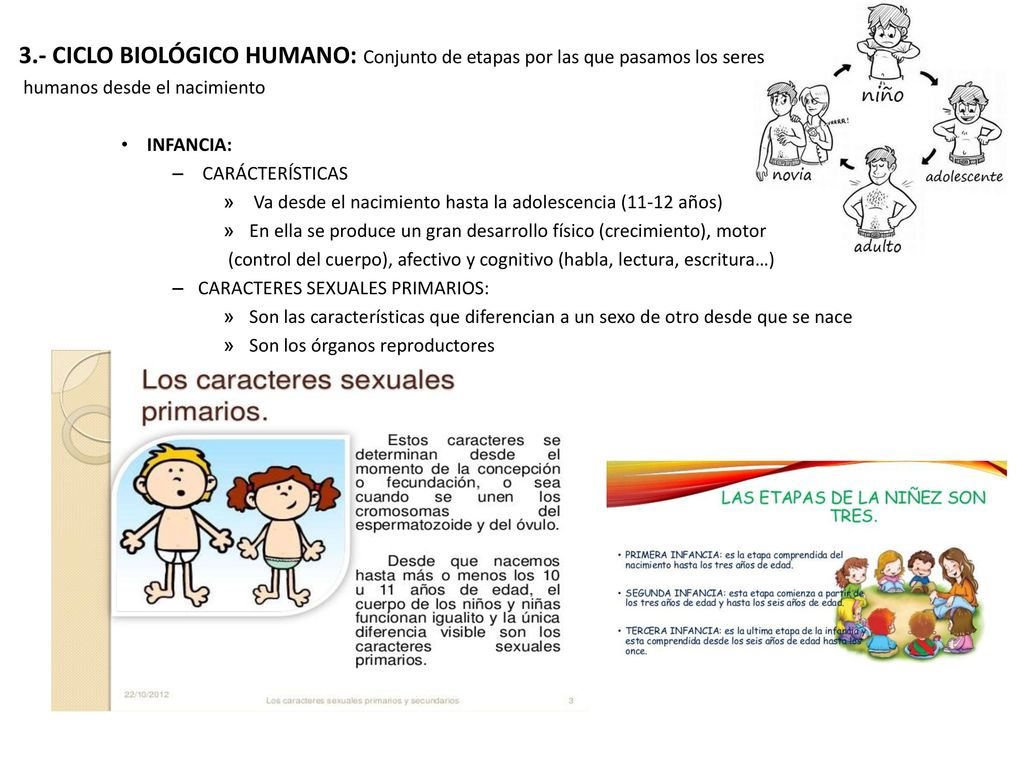 3.- CICLO BIOLÓGICO HUMANO: Conjunto de etapas por las que pasamos los seres