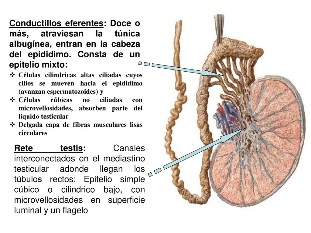 Conductillos eferentes: Doce o más, atraviesan la túnica albugínea, entran en la cabeza del epididimo. Consta de un epitelio mixto: