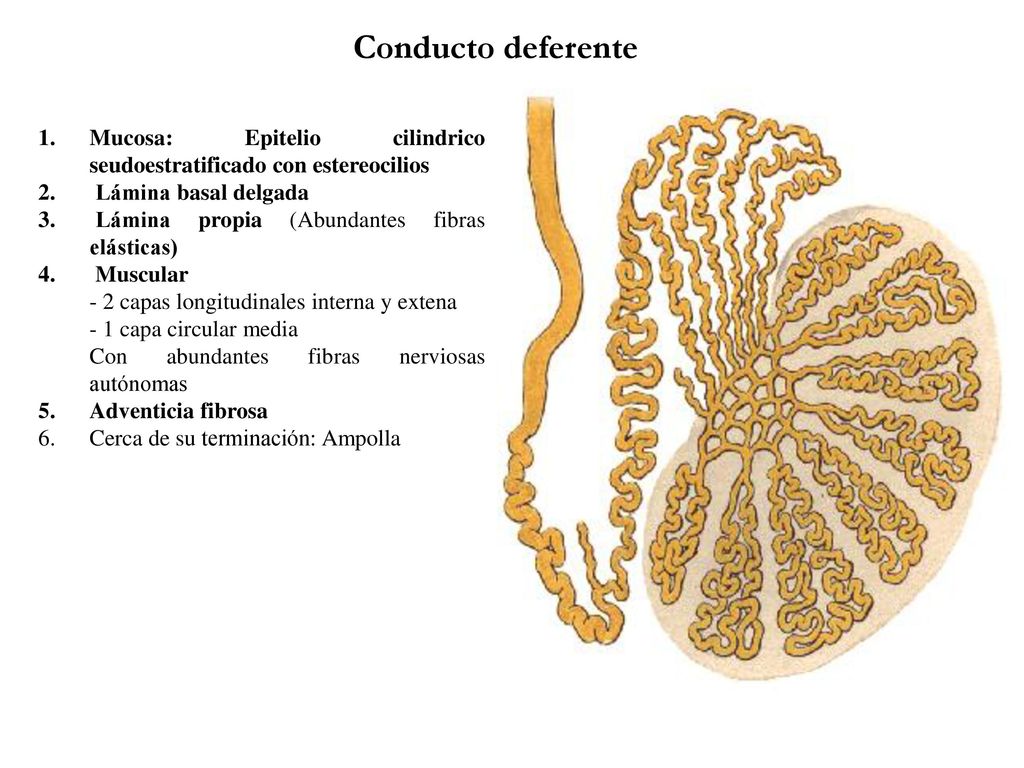 Conducto deferente Mucosa: Epitelio cilindrico seudoestratificado con estereocilios. Lámina basal delgada.