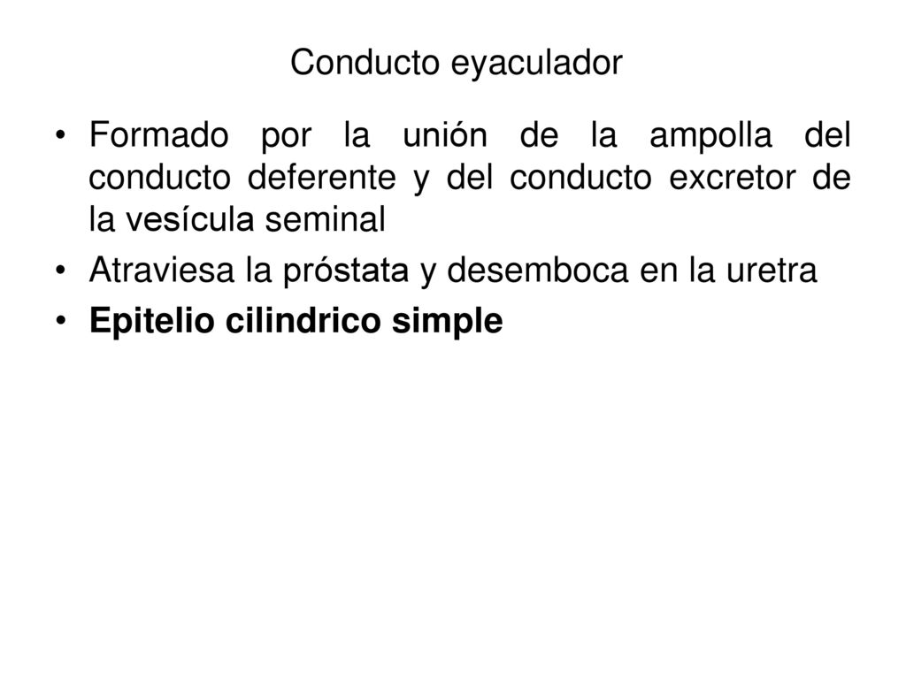 Conducto eyaculador Formado por la unión de la ampolla del conducto deferente y del conducto excretor de la vesícula seminal.