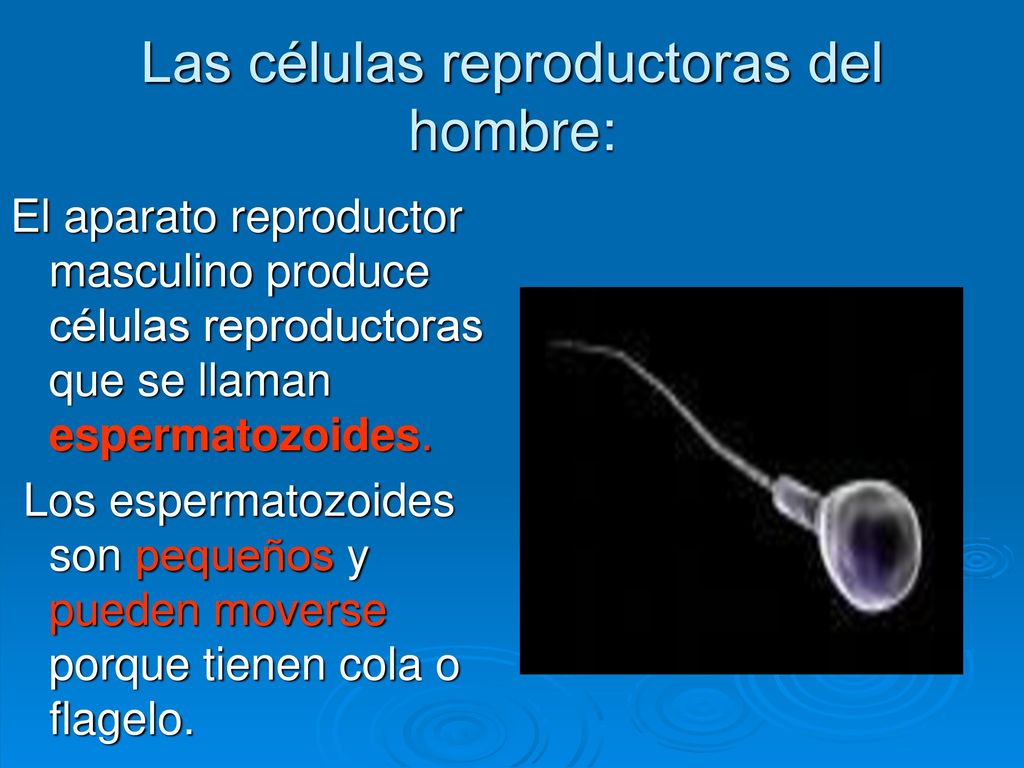 Las células reproductoras del hombre: