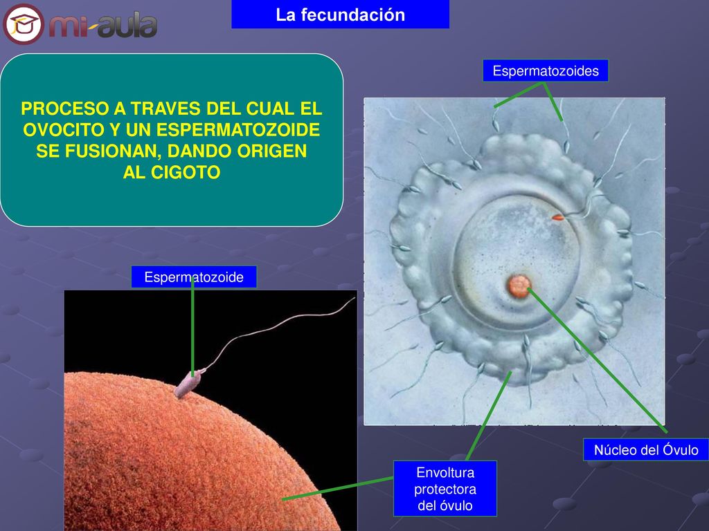 PROCESO A TRAVES DEL CUAL EL OVOCITO Y UN ESPERMATOZOIDE