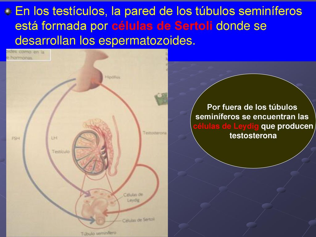 En los testículos, la pared de los túbulos seminíferos está formada por células de Sertoli donde se desarrollan los espermatozoides.
