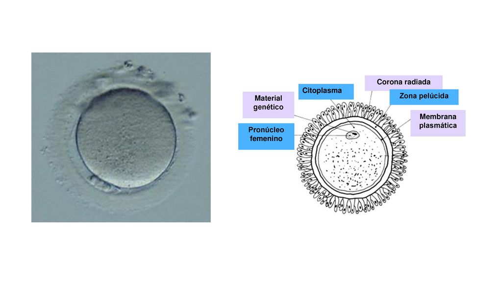 Pronúcleo femenino Material genético Citoplasma Corona radiada Zona pelúcida Membrana plasmática
