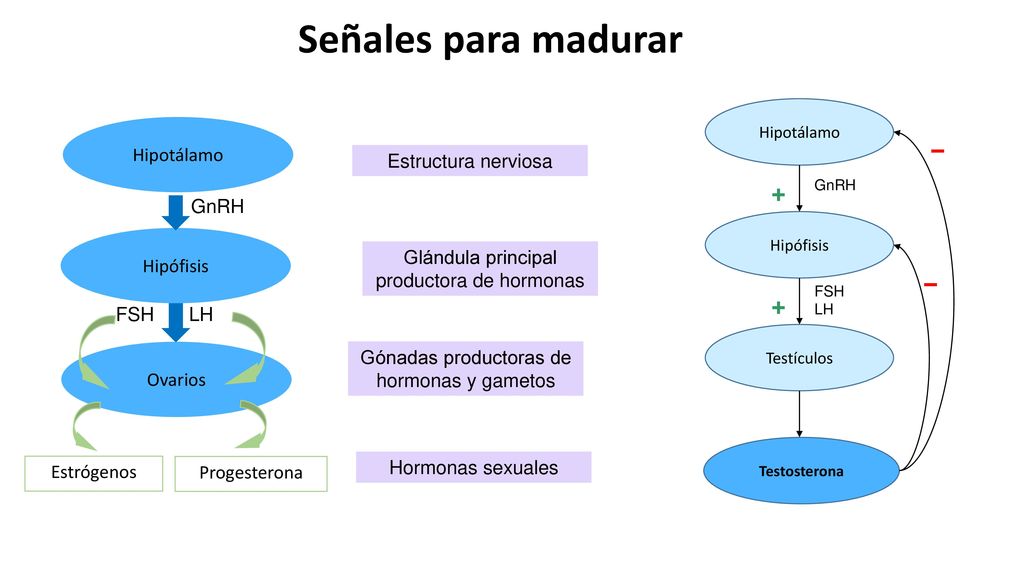 Señales para madurar + − Hipotálamo Hipófisis Ovarios FSH LH