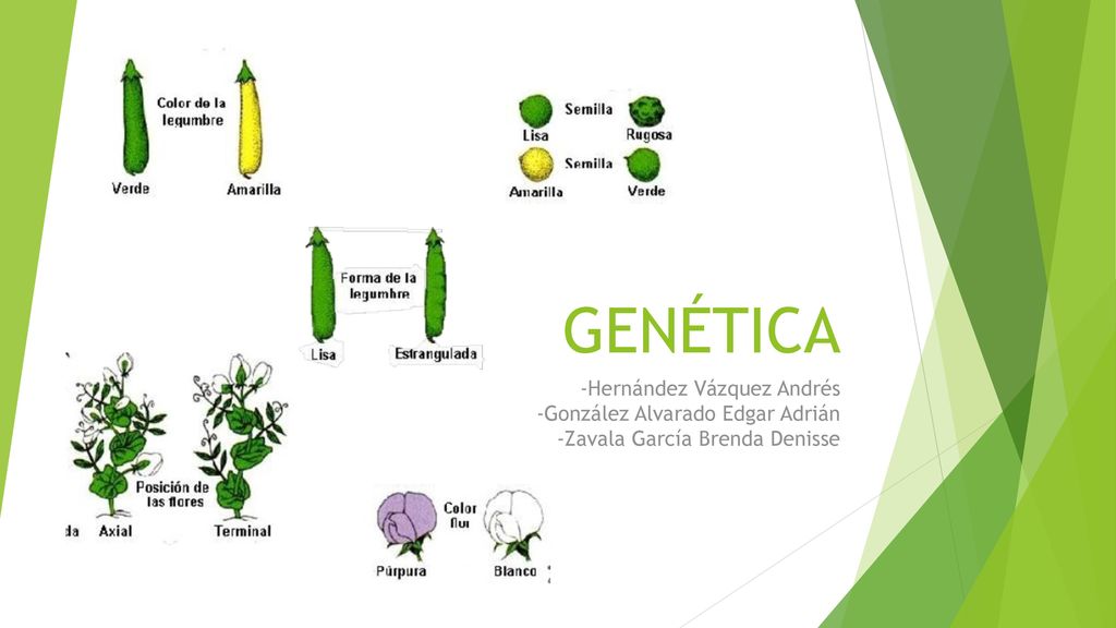 GENÉTICA -Hernández Vázquez Andrés -González Alvarado Edgar Adrián -Zavala García Brenda Denisse