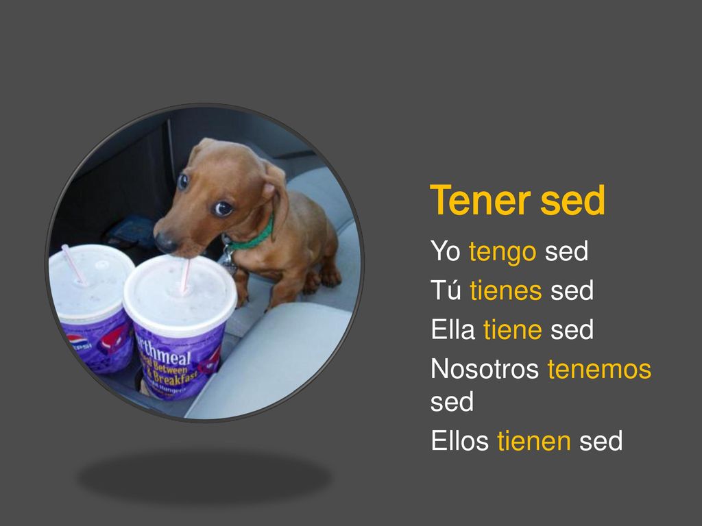 Tener sed Yo tengo sed Tú tienes sed Ella tiene sed