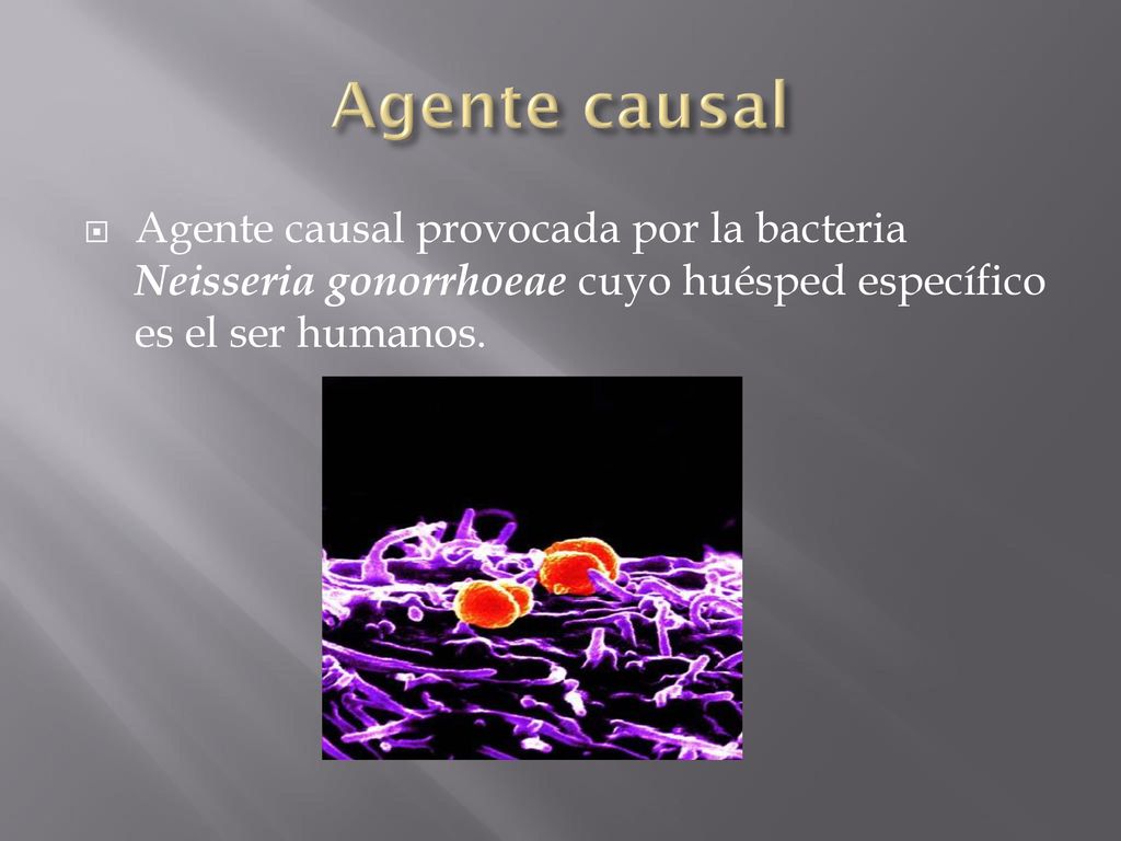 Agente causal Agente causal provocada por la bacteria Neisseria gonorrhoeae cuyo huésped específico es el ser humanos.