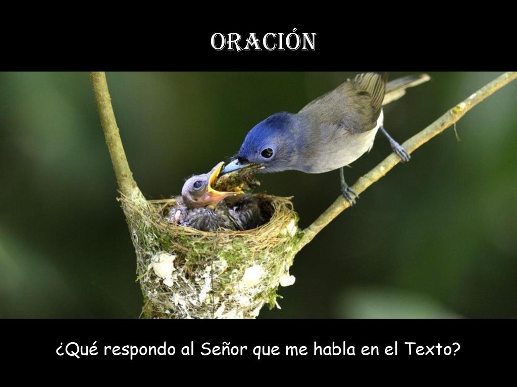 ¿Qué respondo al Señor que me habla en el Texto