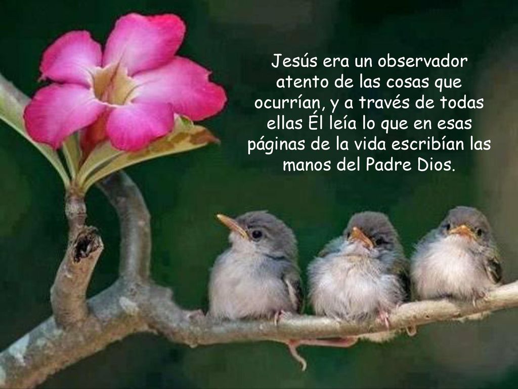 Jesús era un observador atento de las cosas que ocurrían, y a través de todas ellas Él leía lo que en esas páginas de la vida escribían las manos del Padre Dios.