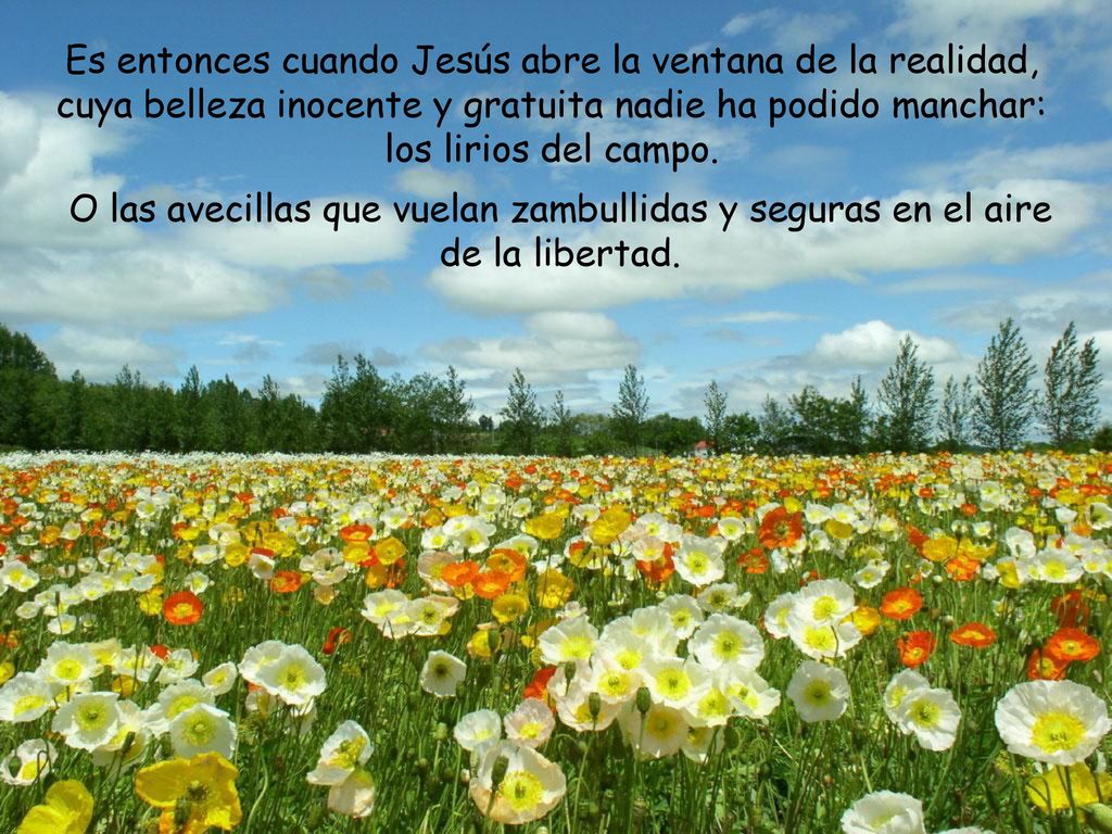 Es entonces cuando Jesús abre la ventana de la realidad, cuya belleza inocente y gratuita nadie ha podido manchar: los lirios del campo.