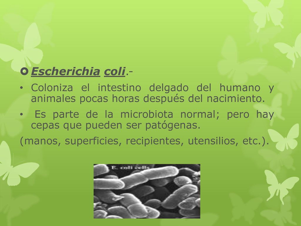 Escherichia coli.- Coloniza el intestino delgado del humano y animales pocas horas después del nacimiento.