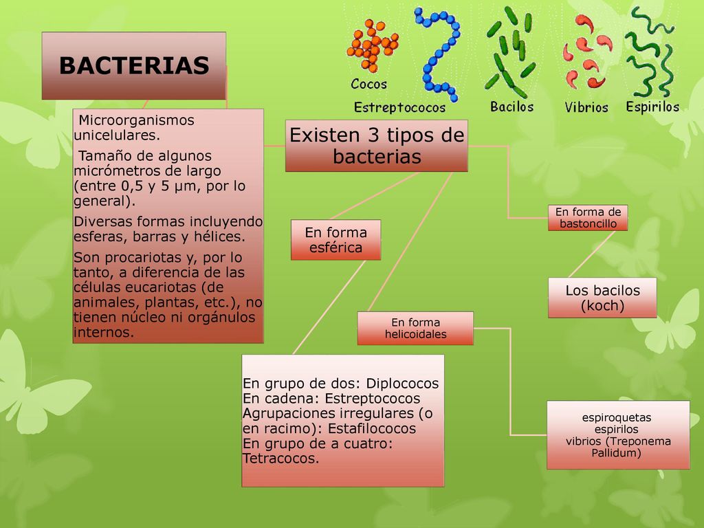 BACTERIAS Existen 3 tipos de bacterias Microorganismos unicelulares.