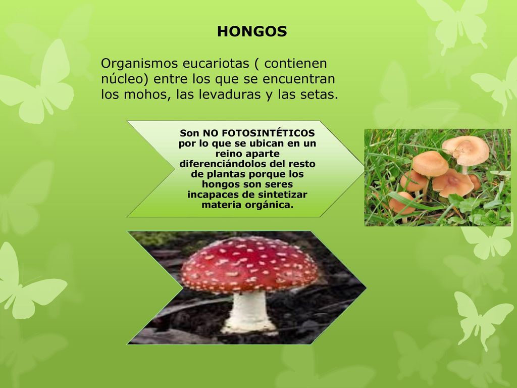 HONGOS Organismos eucariotas ( contienen núcleo) entre los que se encuentran los mohos, las levaduras y las setas.