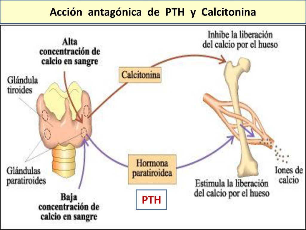 Acción antagónica de PTH y Calcitonina