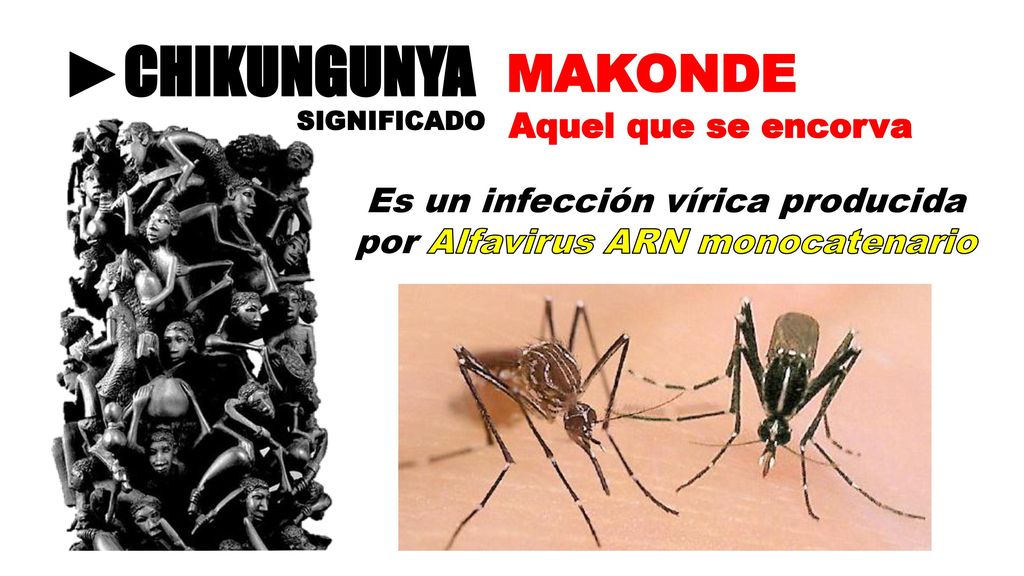 Es un infección vírica producida por Alfavirus ARN monocatenario