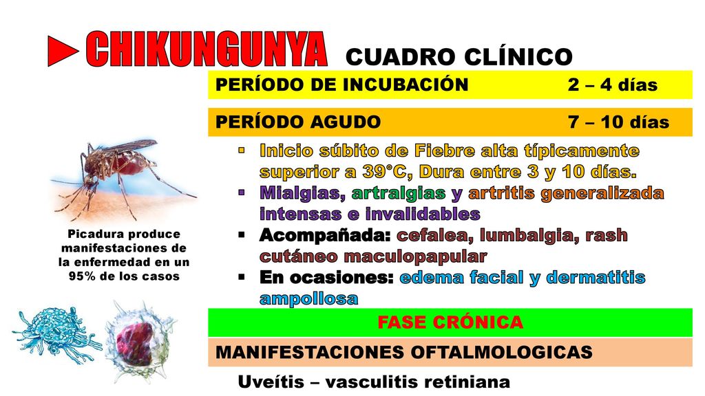 ►CHIKUNGUNYA CUADRO CLÍNICO PERÍODO DE INCUBACIÓN 2 – 4 días