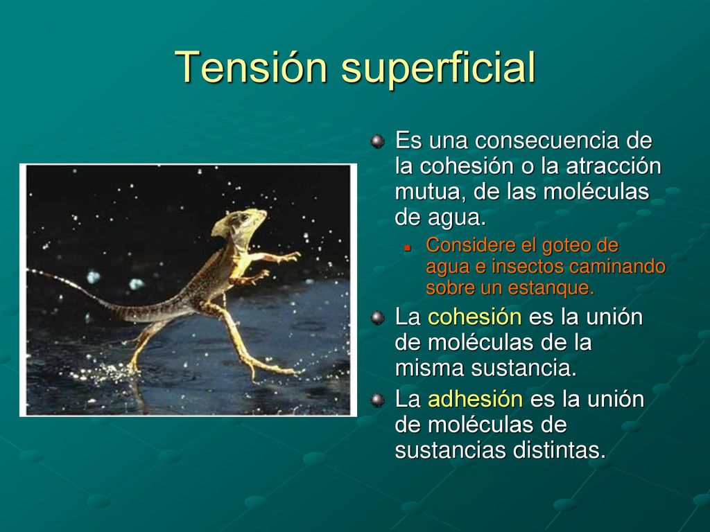 Tensión superficial Es una consecuencia de la cohesión o la atracción mutua, de las moléculas de agua.