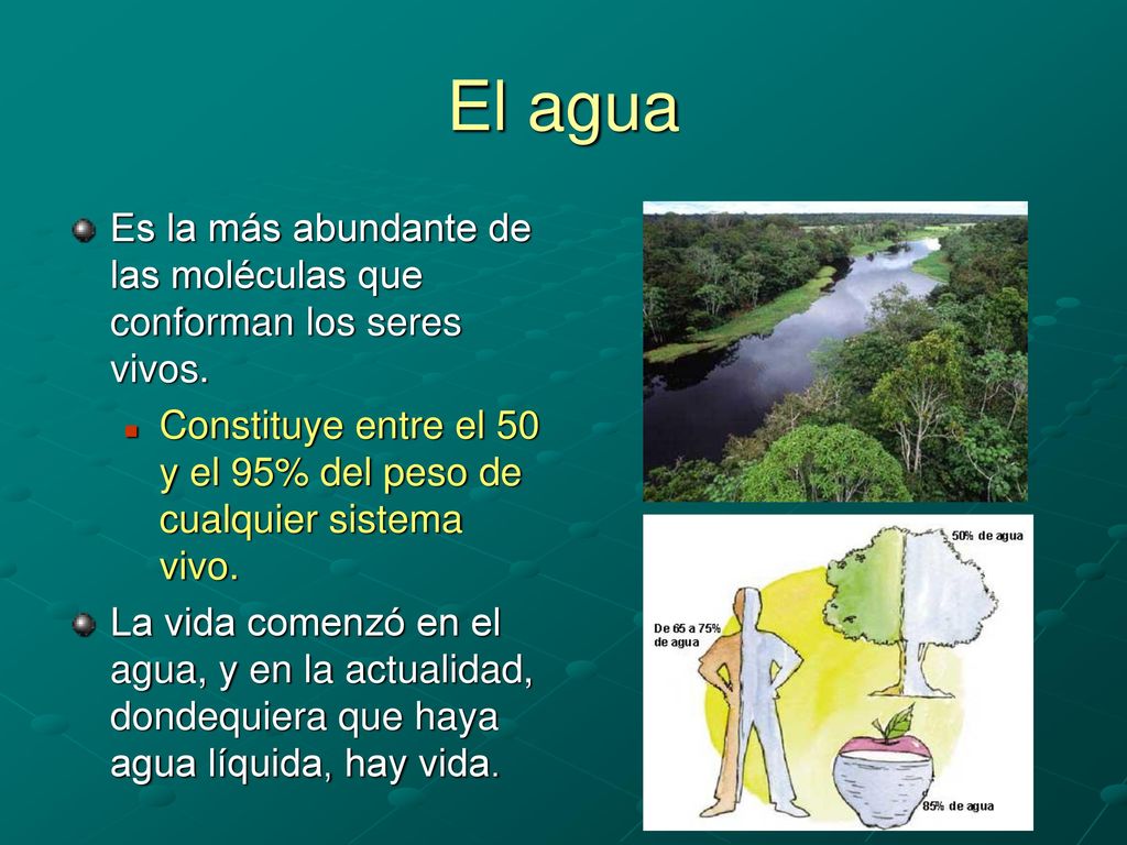 El agua Es la más abundante de las moléculas que conforman los seres vivos. Constituye entre el 50 y el 95% del peso de cualquier sistema vivo.