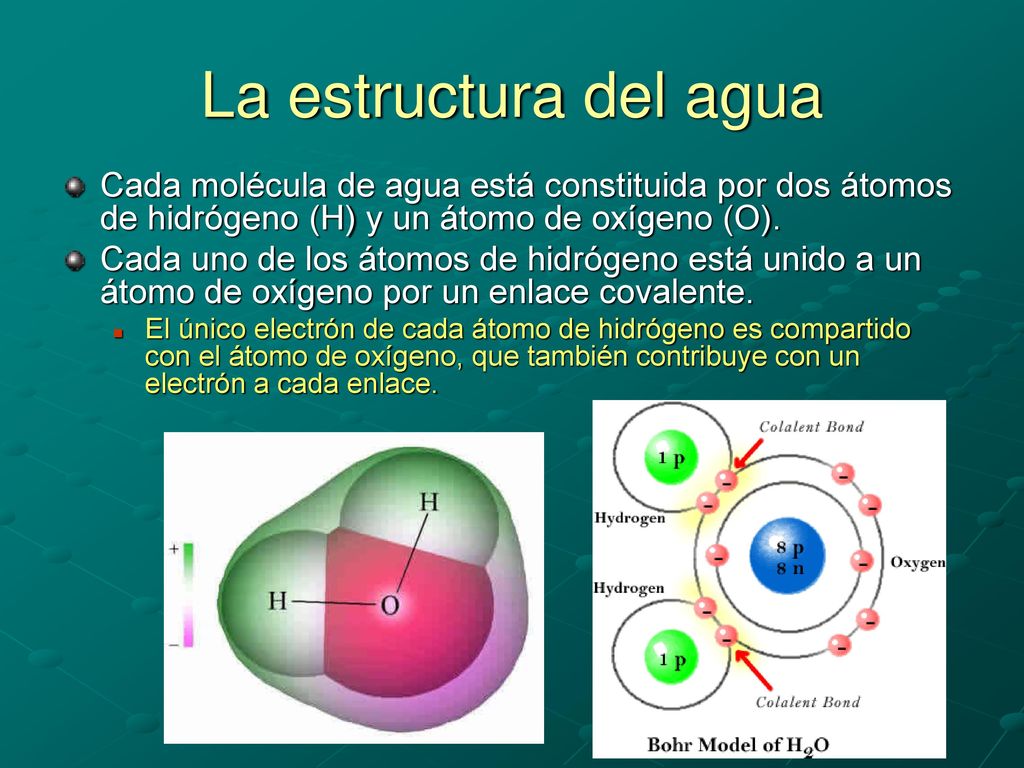 La estructura del agua Cada molécula de agua está constituida por dos átomos de hidrógeno (H) y un átomo de oxígeno (O).