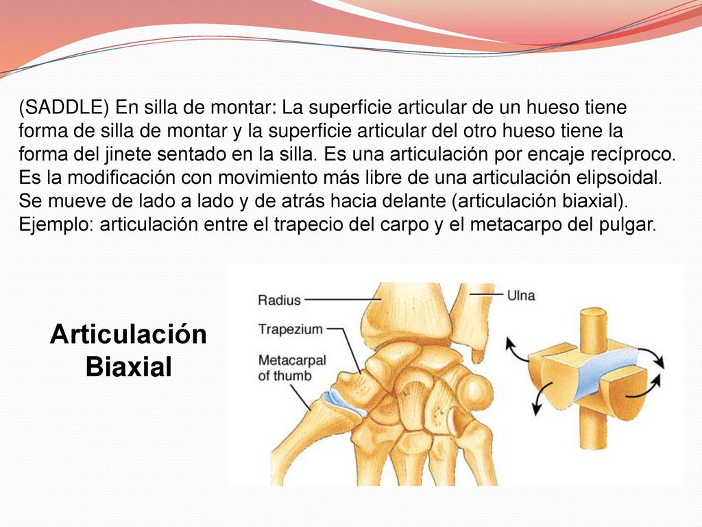 (SADDLE) En silla de montar: La superficie articular de un hueso tiene forma de silla de montar y la superficie articular del otro hueso tiene la forma del jinete sentado en la silla. Es una articulación por encaje recíproco. Es la modificación con movimiento más libre de una articulación elipsoidal. Se mueve de lado a lado y de atrás hacia delante (articulación biaxial). Ejemplo: articulación entre el trapecio del carpo y el metacarpo del pulgar.