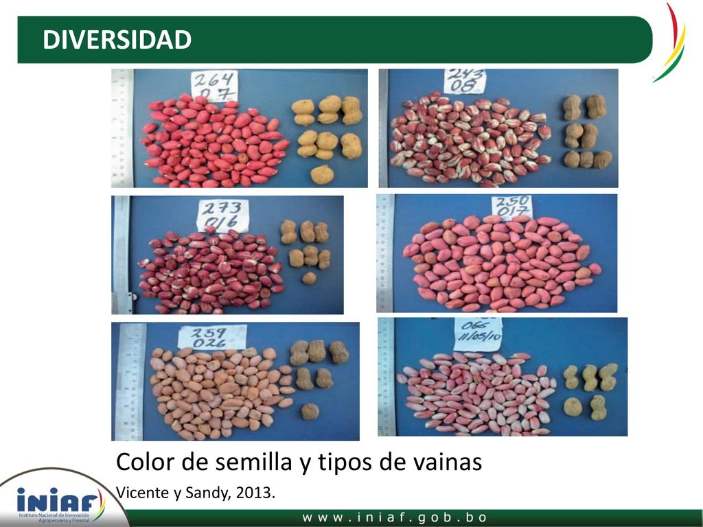 DIVERSIDAD Color de semilla y tipos de vainas Vicente y Sandy, 2013.