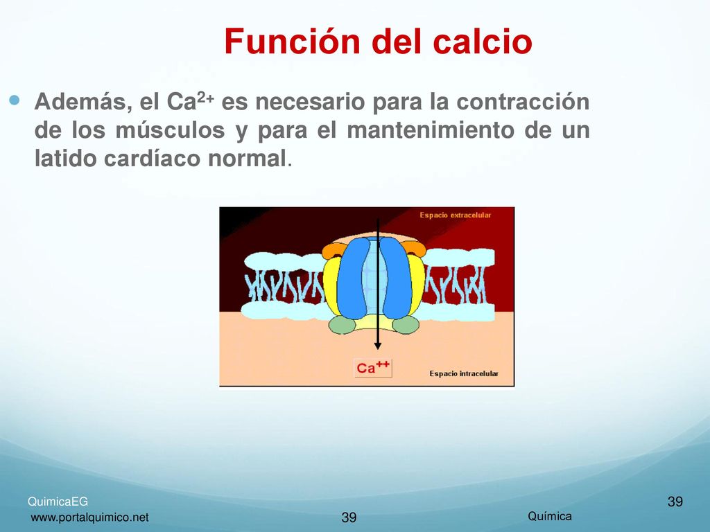 Función del calcio Además, el Ca2+ es necesario para la contracción de los músculos y para el mantenimiento de un latido cardíaco normal.