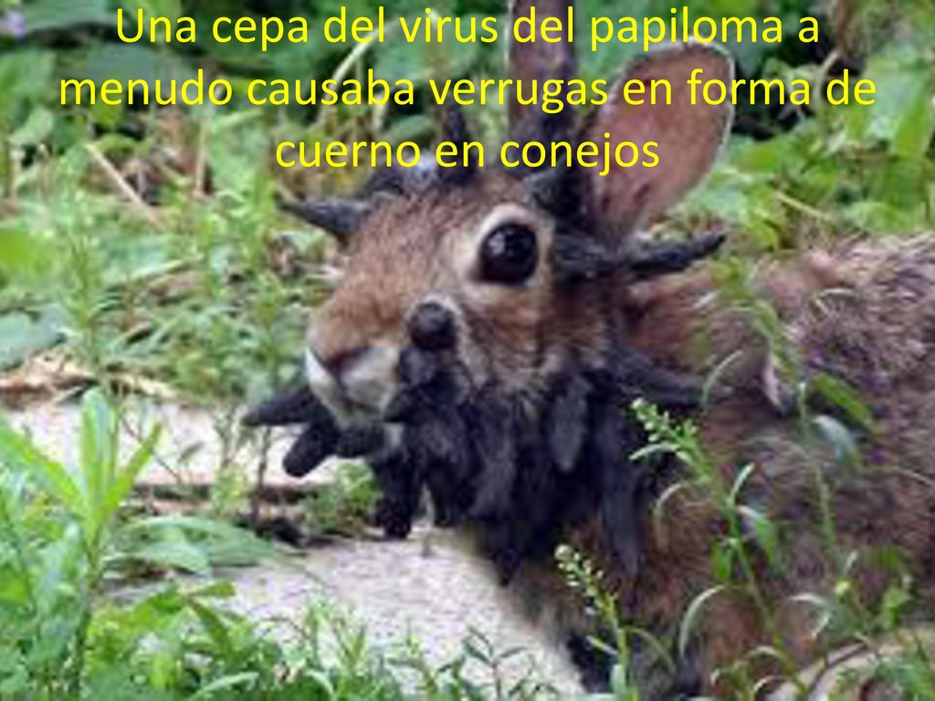 Una cepa del virus del papiloma a menudo causaba verrugas en forma de cuerno en conejos