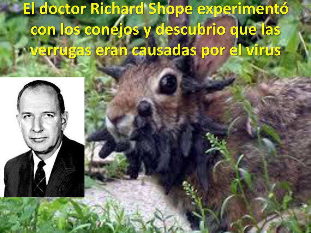 El doctor Richard Shope experimentó con los conejos y descubrio que las verrugas eran causadas por el virus