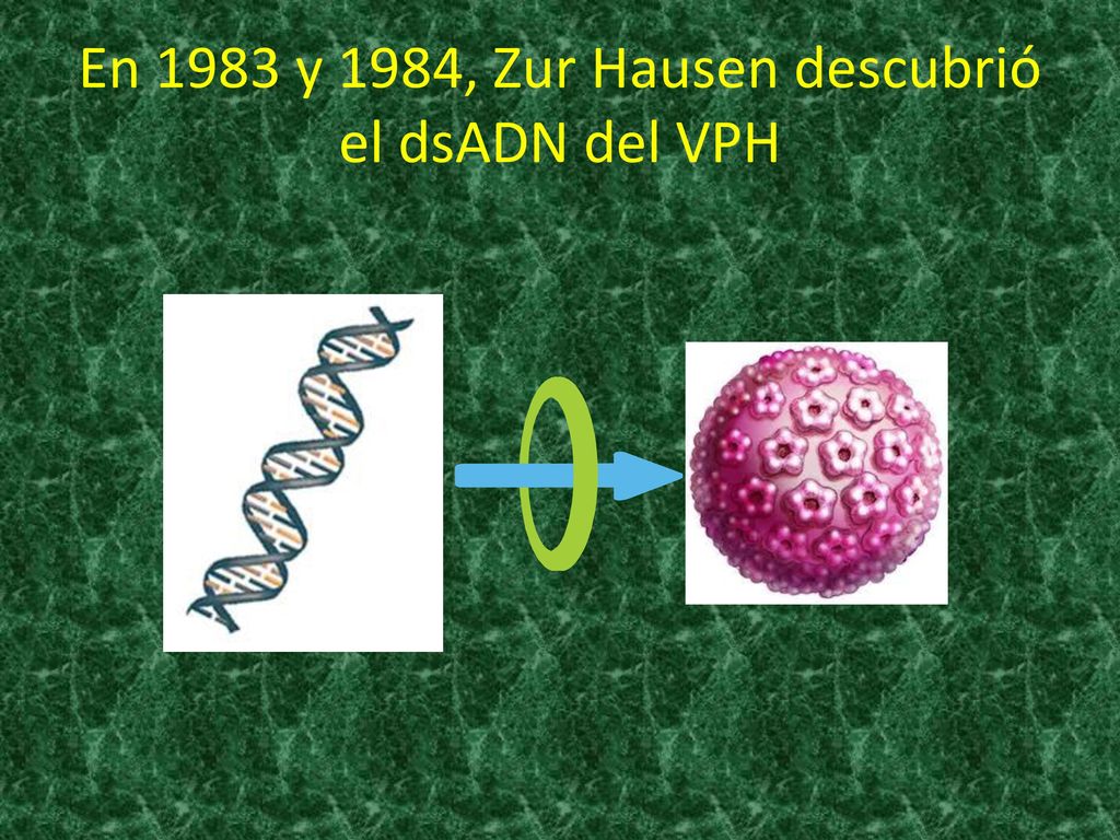 En 1983 y 1984, Zur Hausen descubrió el dsADN del VPH