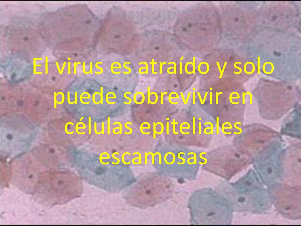 El virus es atraído y solo puede sobrevivir en células epiteliales escamosas