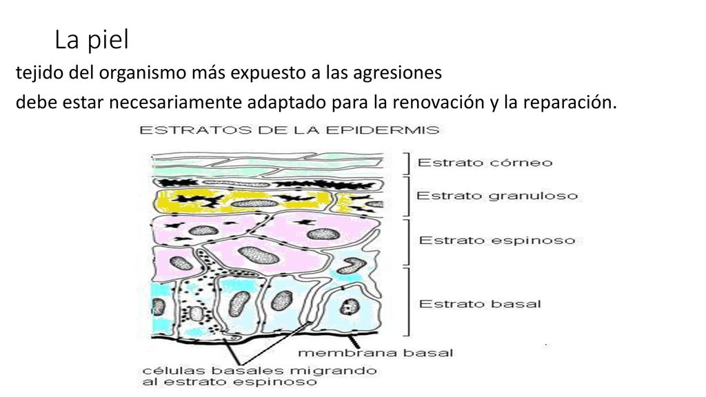 La piel tejido del organismo más expuesto a las agresiones debe estar necesariamente adaptado para la renovación y la reparación.