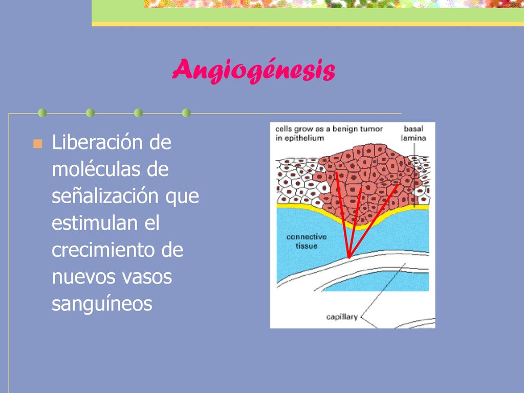 Angiogénesis Liberación de moléculas de señalización que estimulan el crecimiento de nuevos vasos sanguíneos.