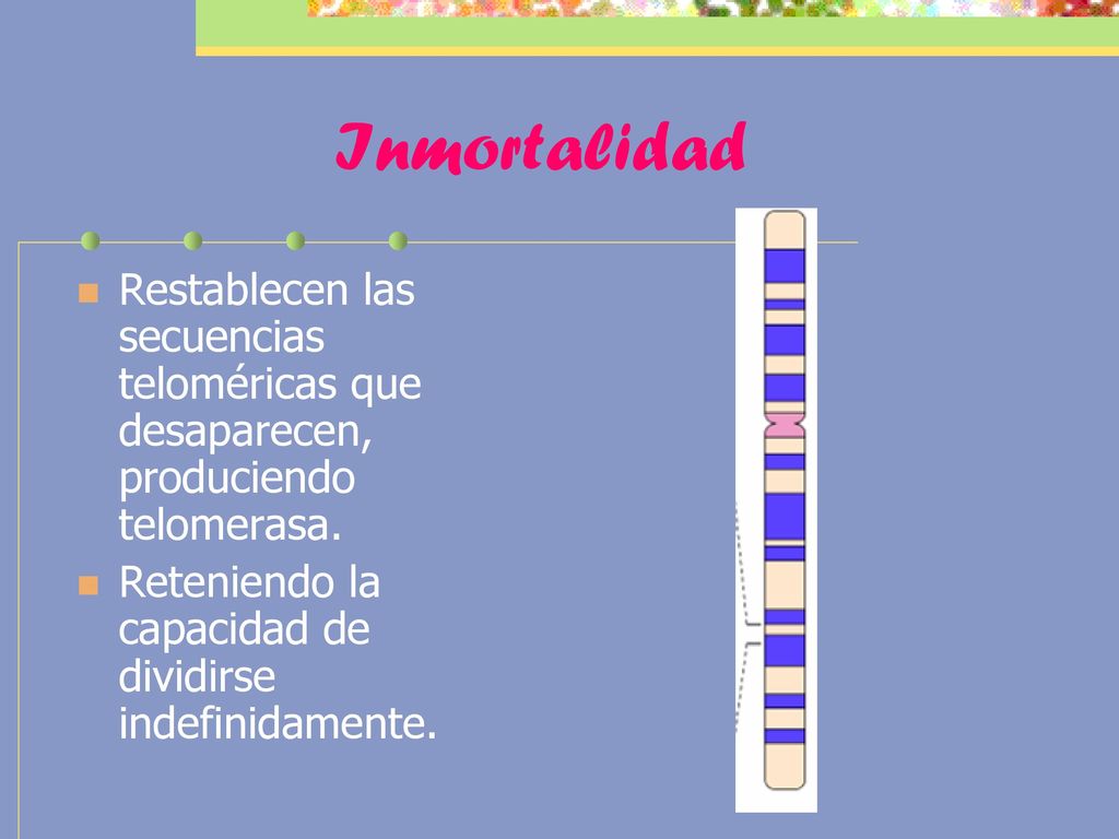 Inmortalidad Restablecen las secuencias teloméricas que desaparecen, produciendo telomerasa.