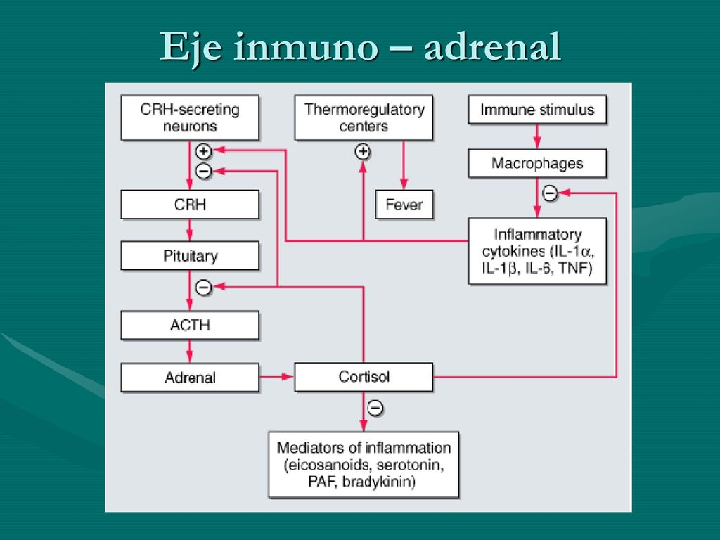 Eje inmuno – adrenal CRH: Corticoliberina. ACTH: corticotropina.