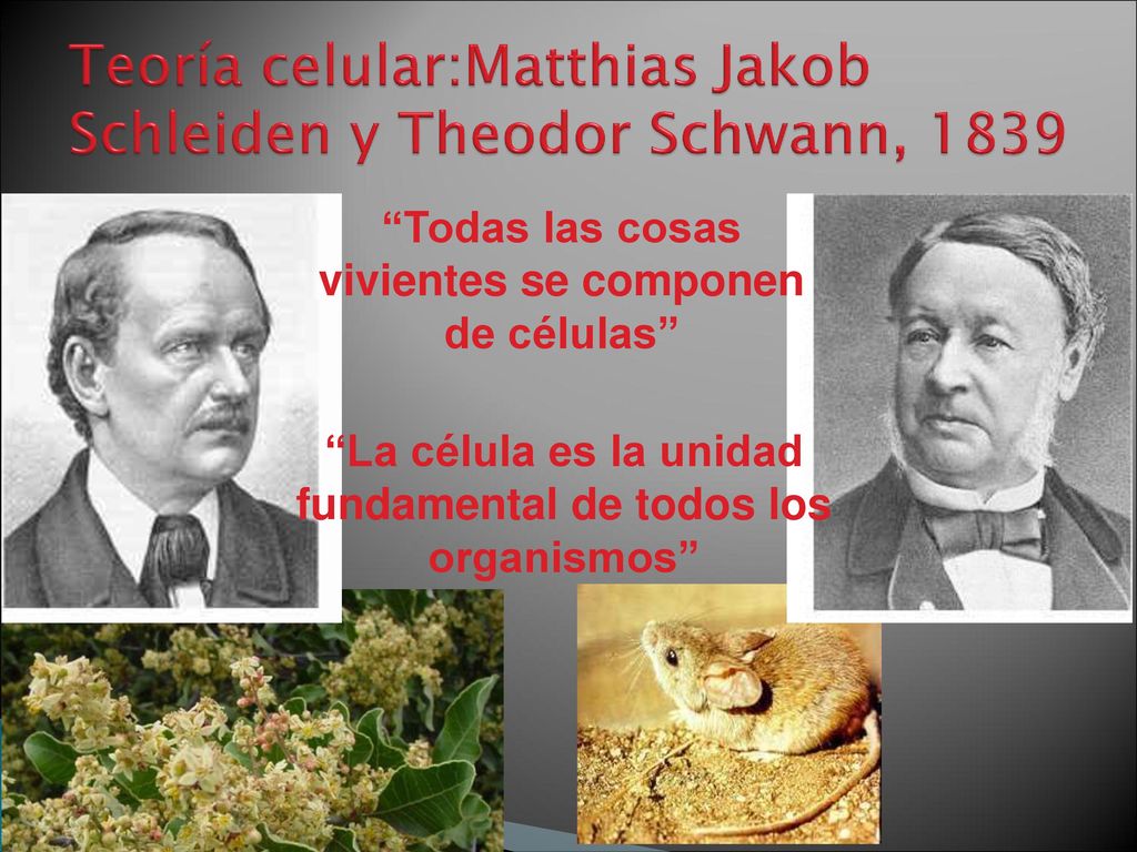 Teoría celular:Matthias Jakob Schleiden y Theodor Schwann, 1839