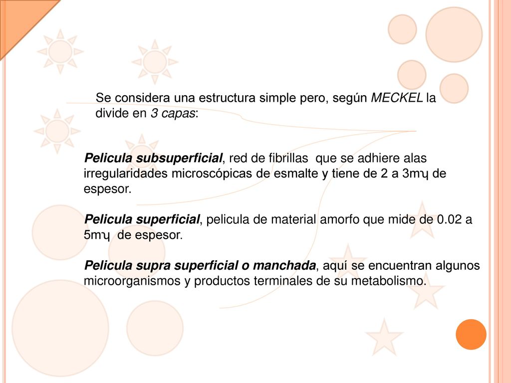 Se considera una estructura simple pero, según MECKEL la divide en 3 capas: